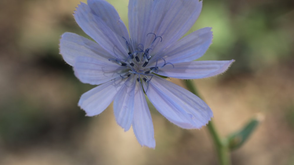 a close up of a blue flower with a blurry background