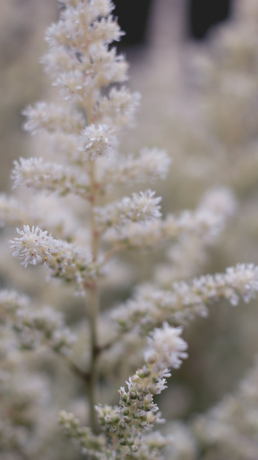 a close up of a plant with white flowers