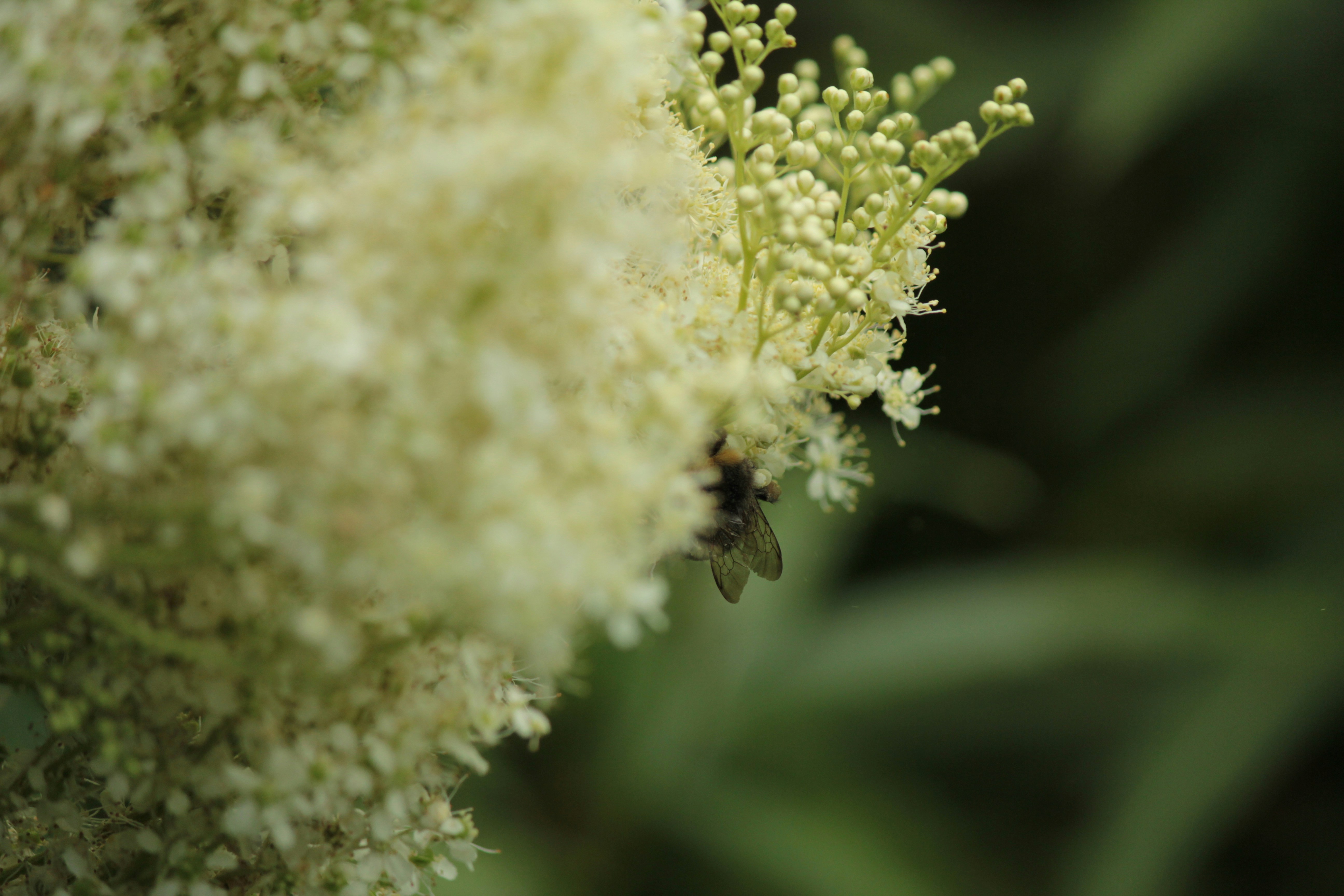 eine Nahaufnahme einer Blume mit einer Biene darauf
