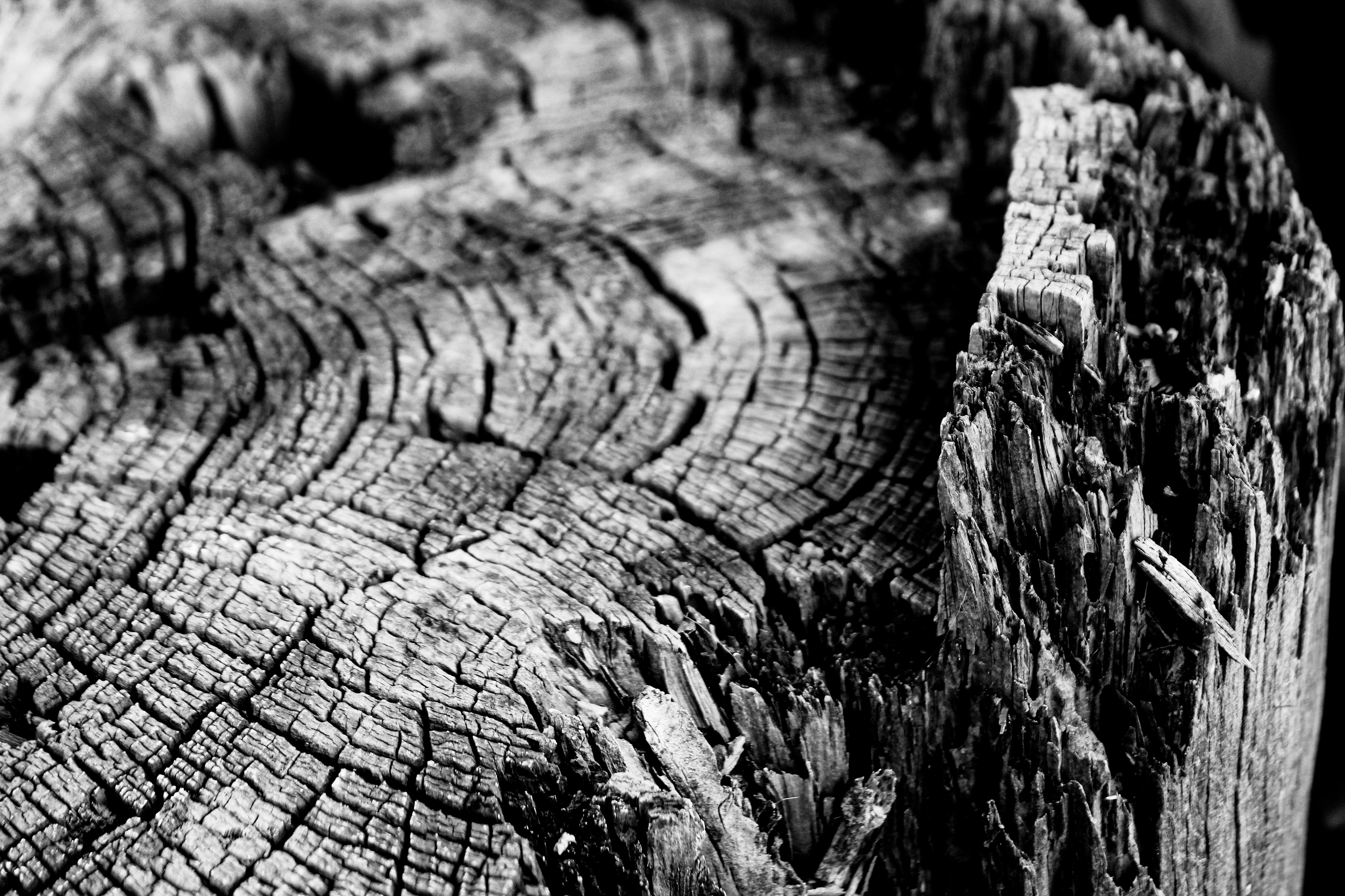 Photo by picture_this_photography