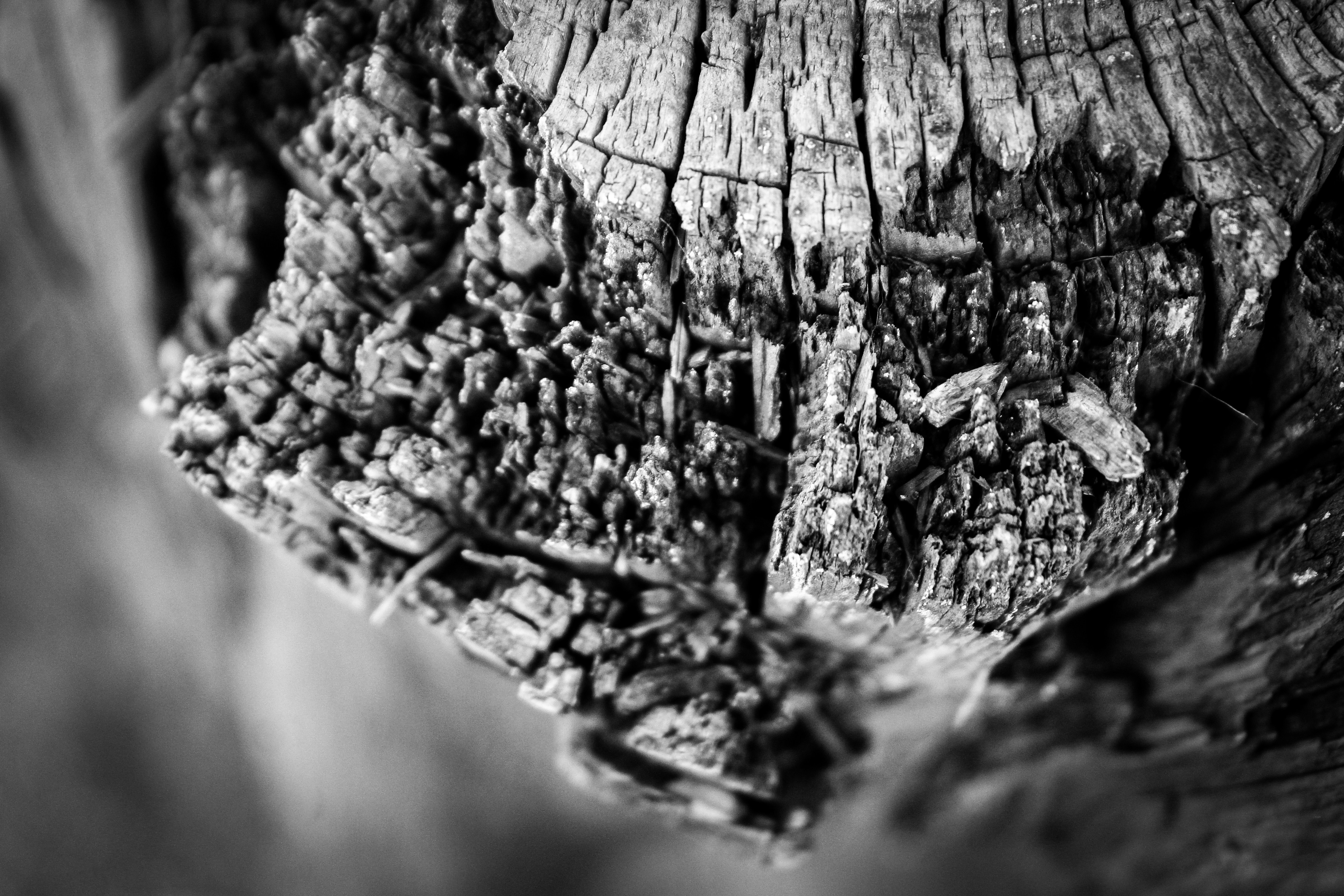 Photo by picture_this_photography