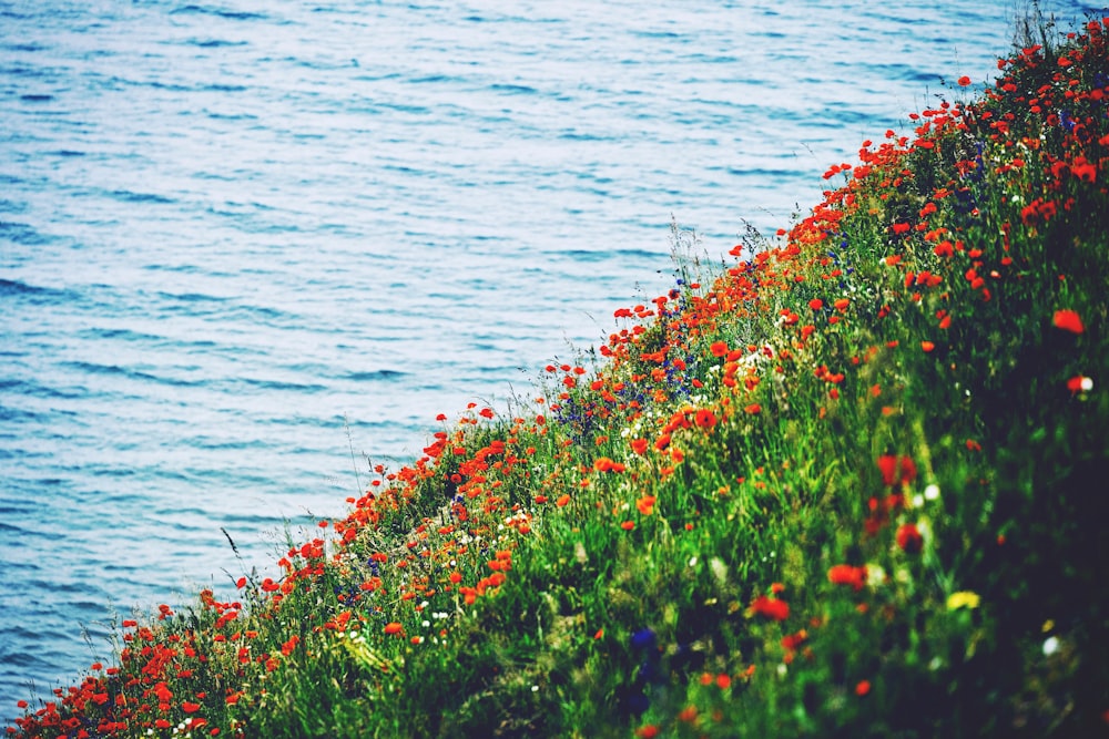 a field of flowers next to a body of water