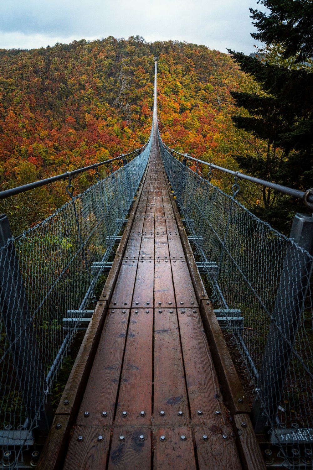 Un puente colgante en medio de un bosque