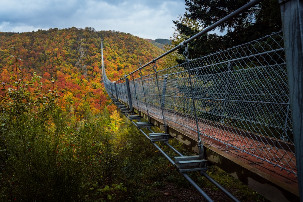 Un lungo ponte sospeso in mezzo a una foresta