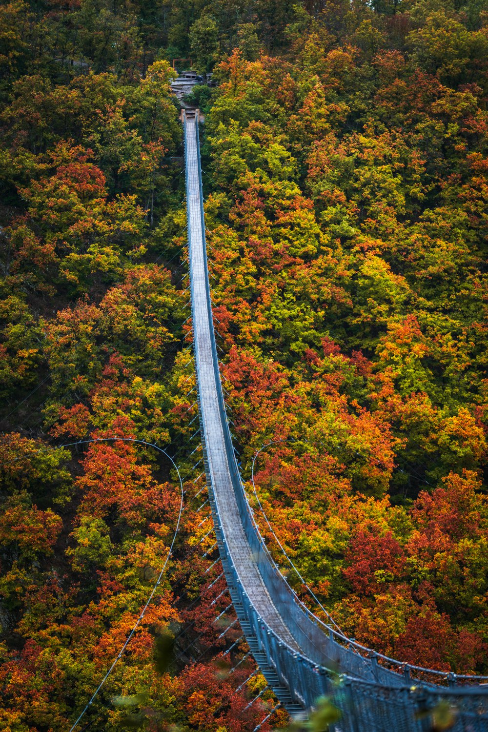 eine Hängebrücke mitten im Wald