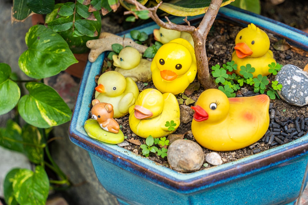 una planta en maceta con patos de goma