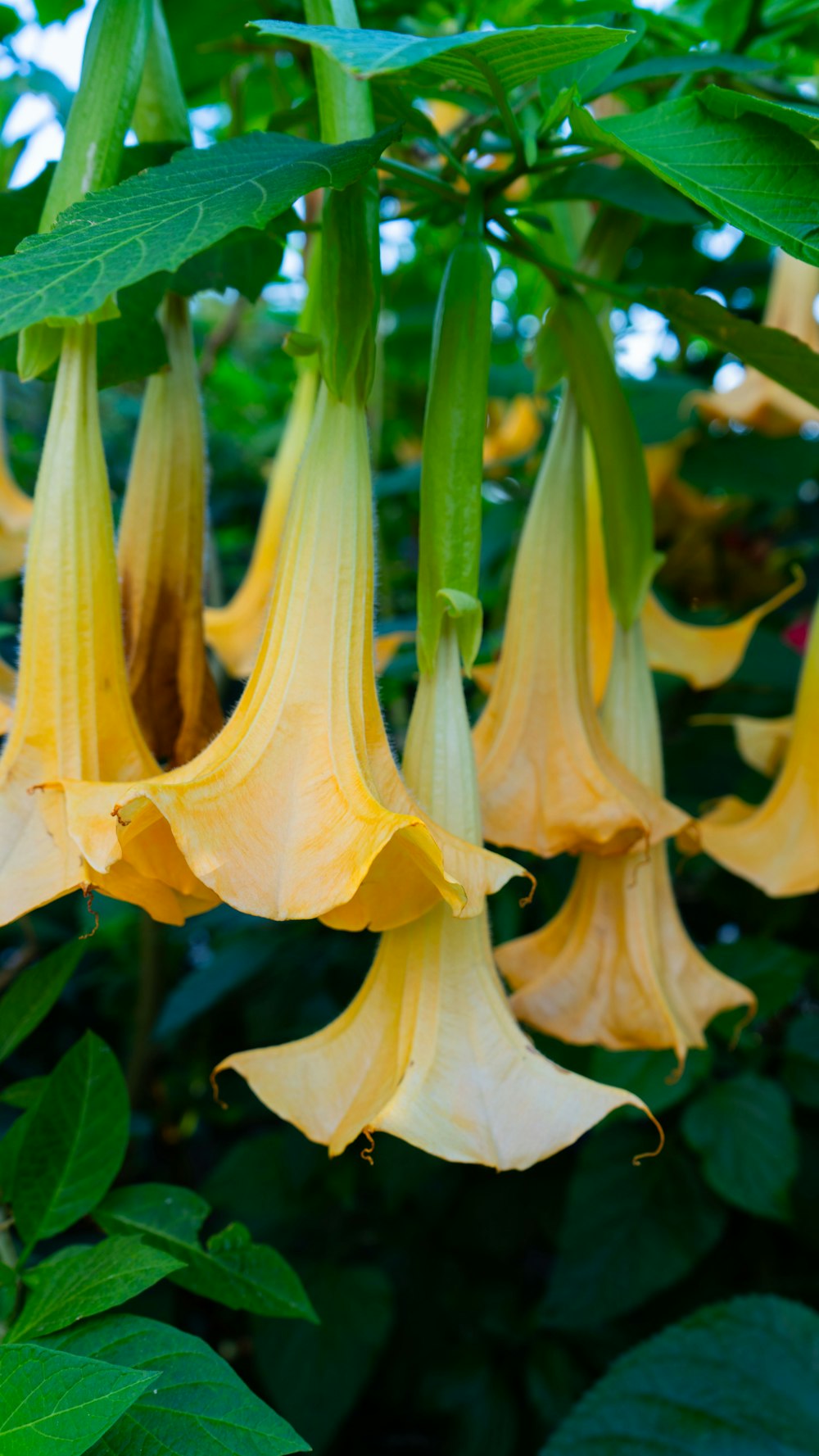 a group of yellow flowers hanging from a tree