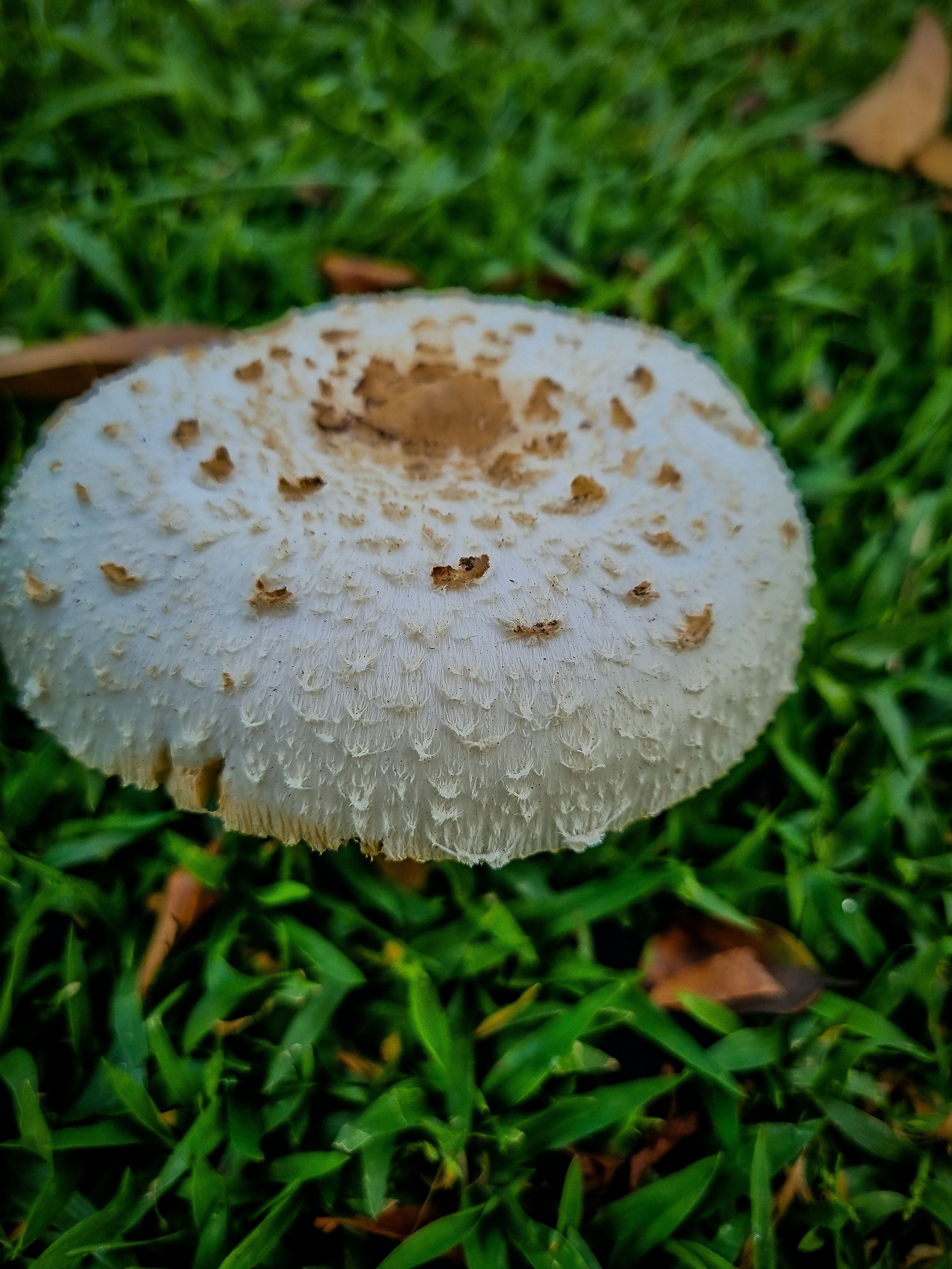 Mushrooms After Rain