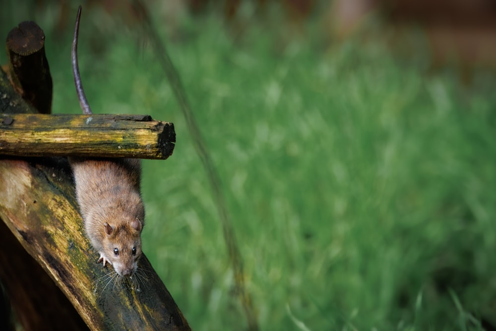 Un pequeño roedor trepando por un trozo de madera