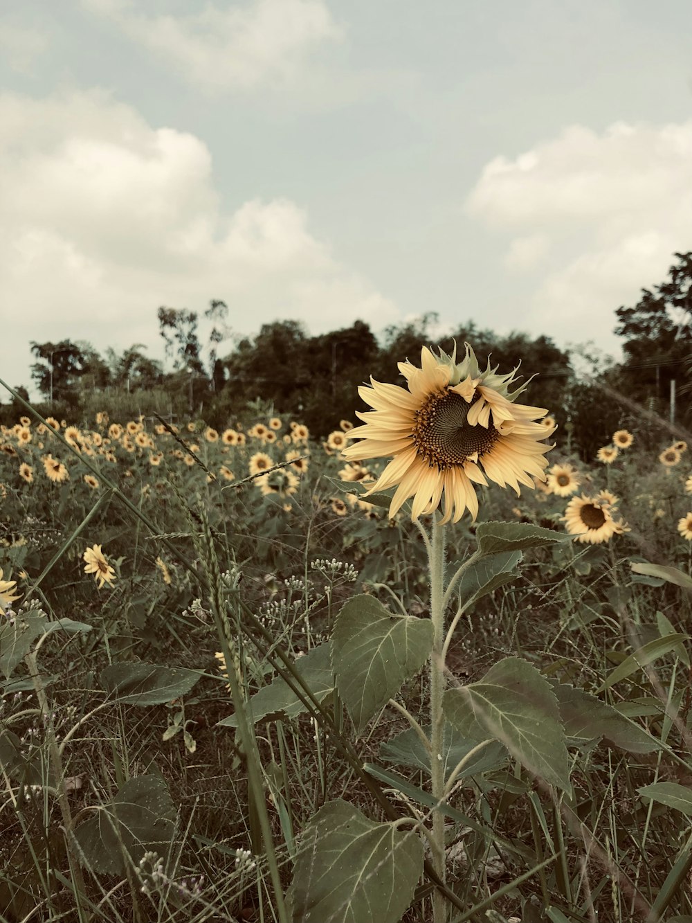 a large sunflower standing in a field of sunflowers