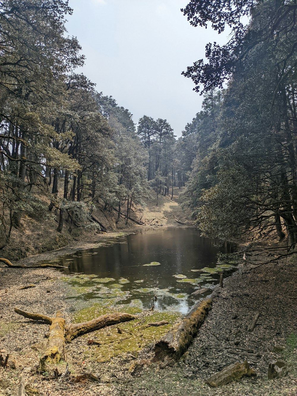 a small pond surrounded by trees in a forest