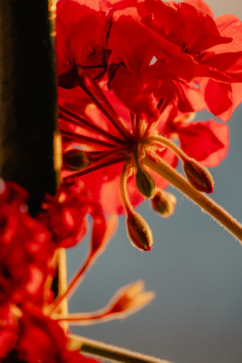 a close up of a red flower with a blue sky in the background