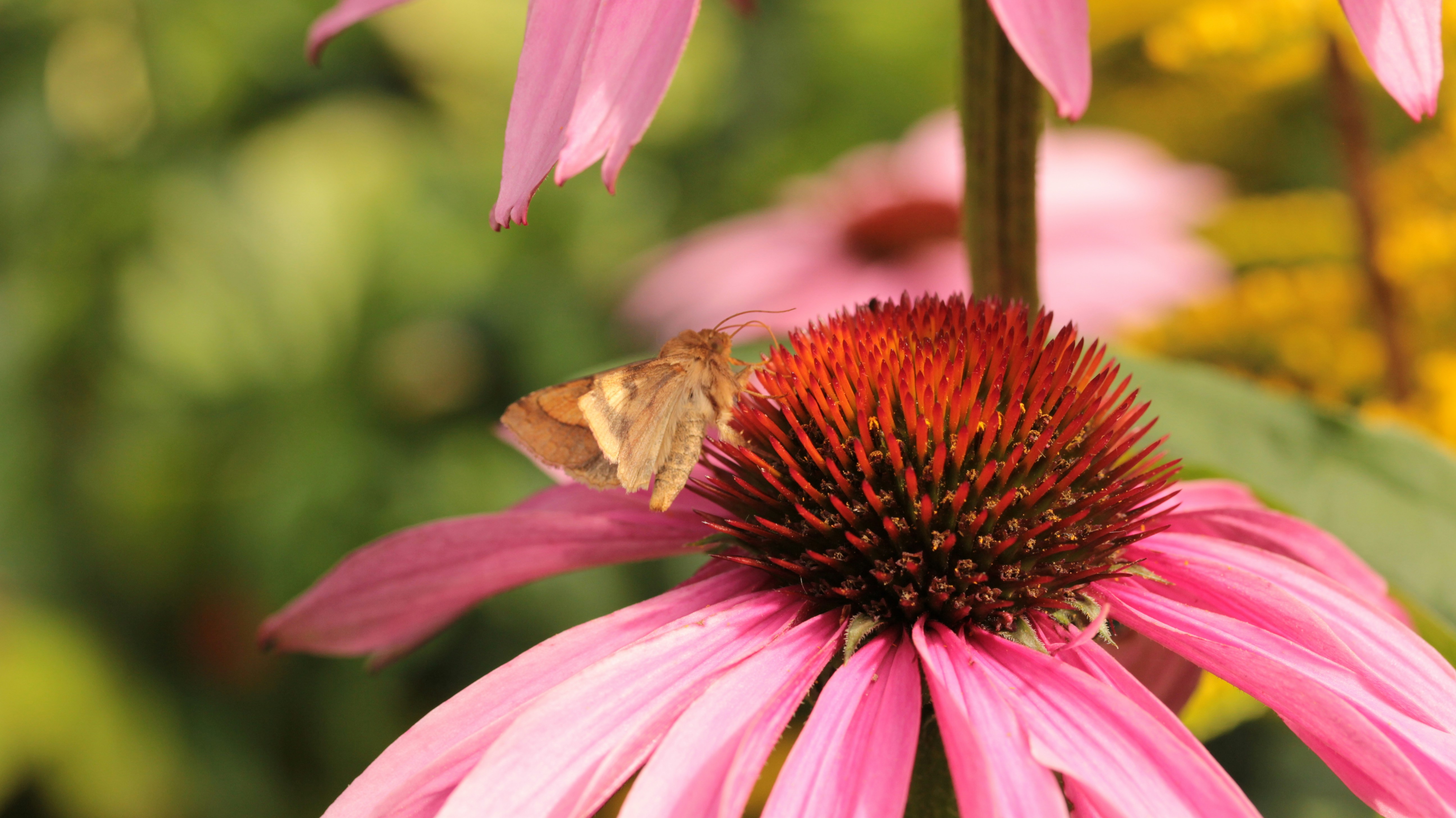 Echinacea for Colds: Does It Actually Work? My Clinical Take