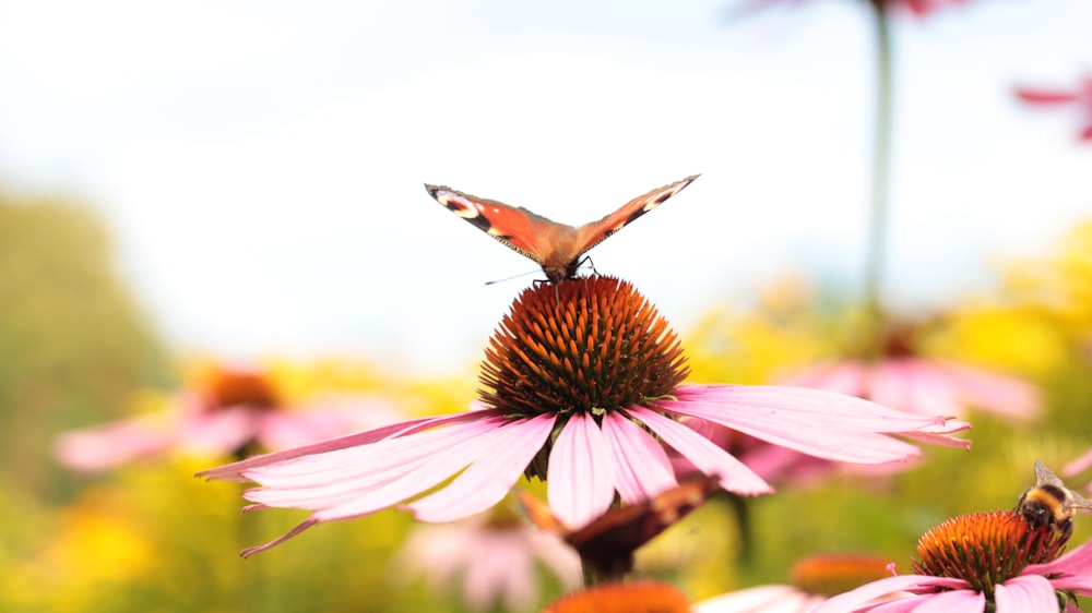 a butterfly sitting on top of a pink flower