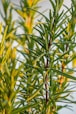 a close up of a tree with yellow leaves