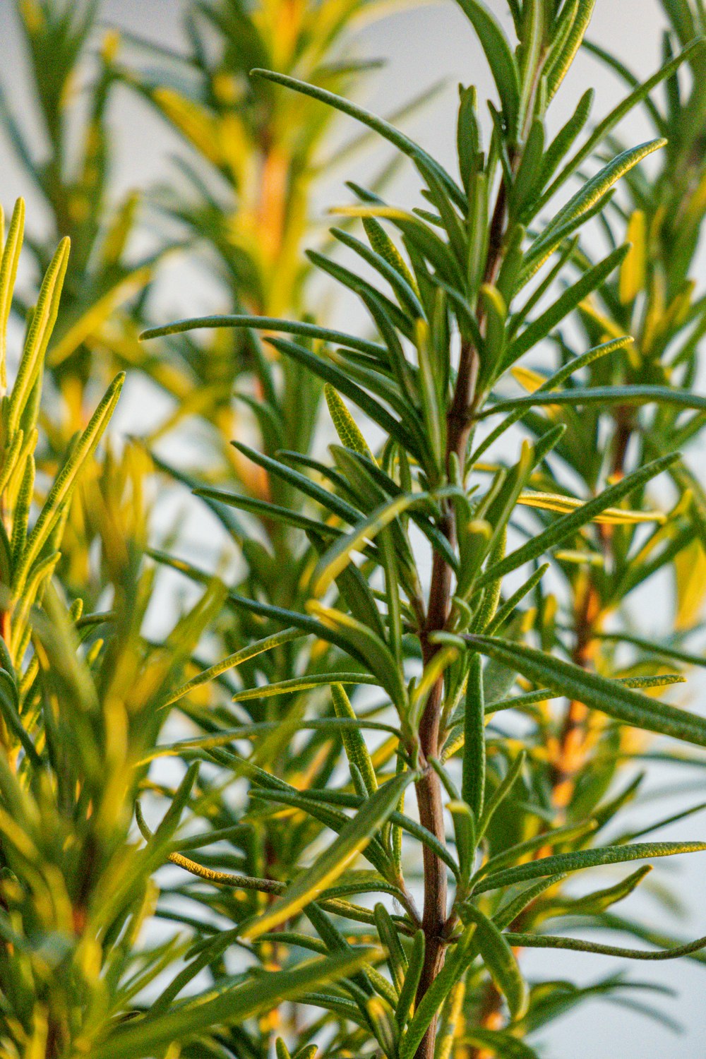 a close up of a tree with yellow leaves