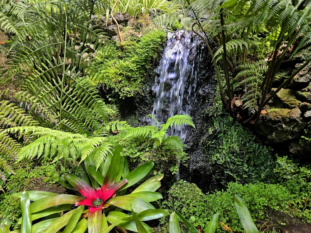 a small waterfall surrounded by lush green plants