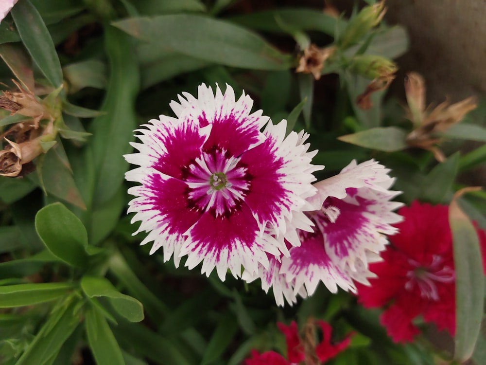 a close up of a pink and white flower