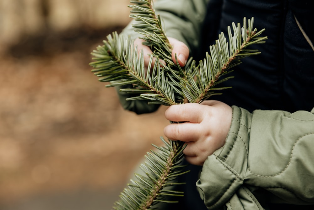 a person holding a branch of a pine tree
