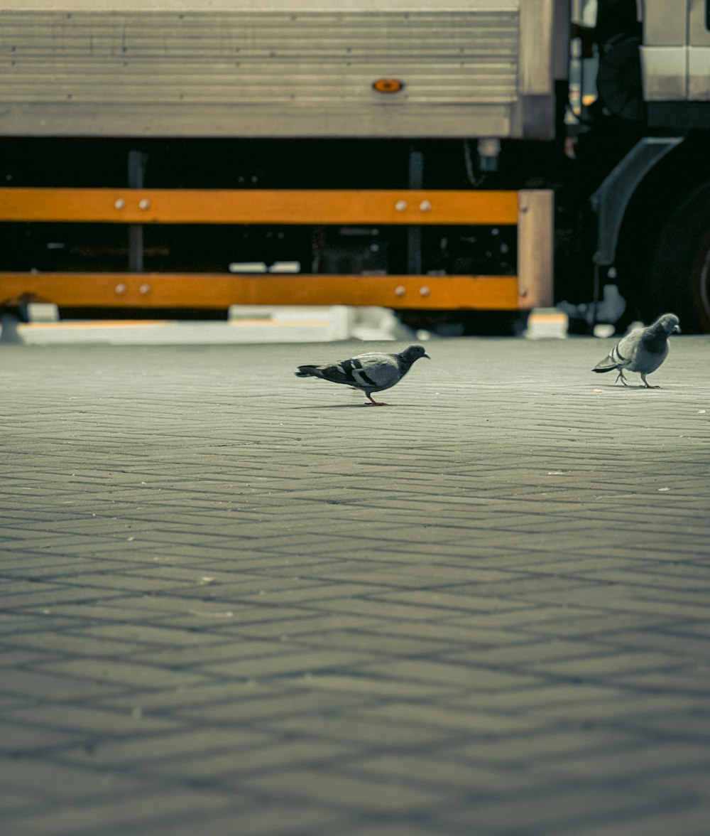 a couple of birds that are standing in the street