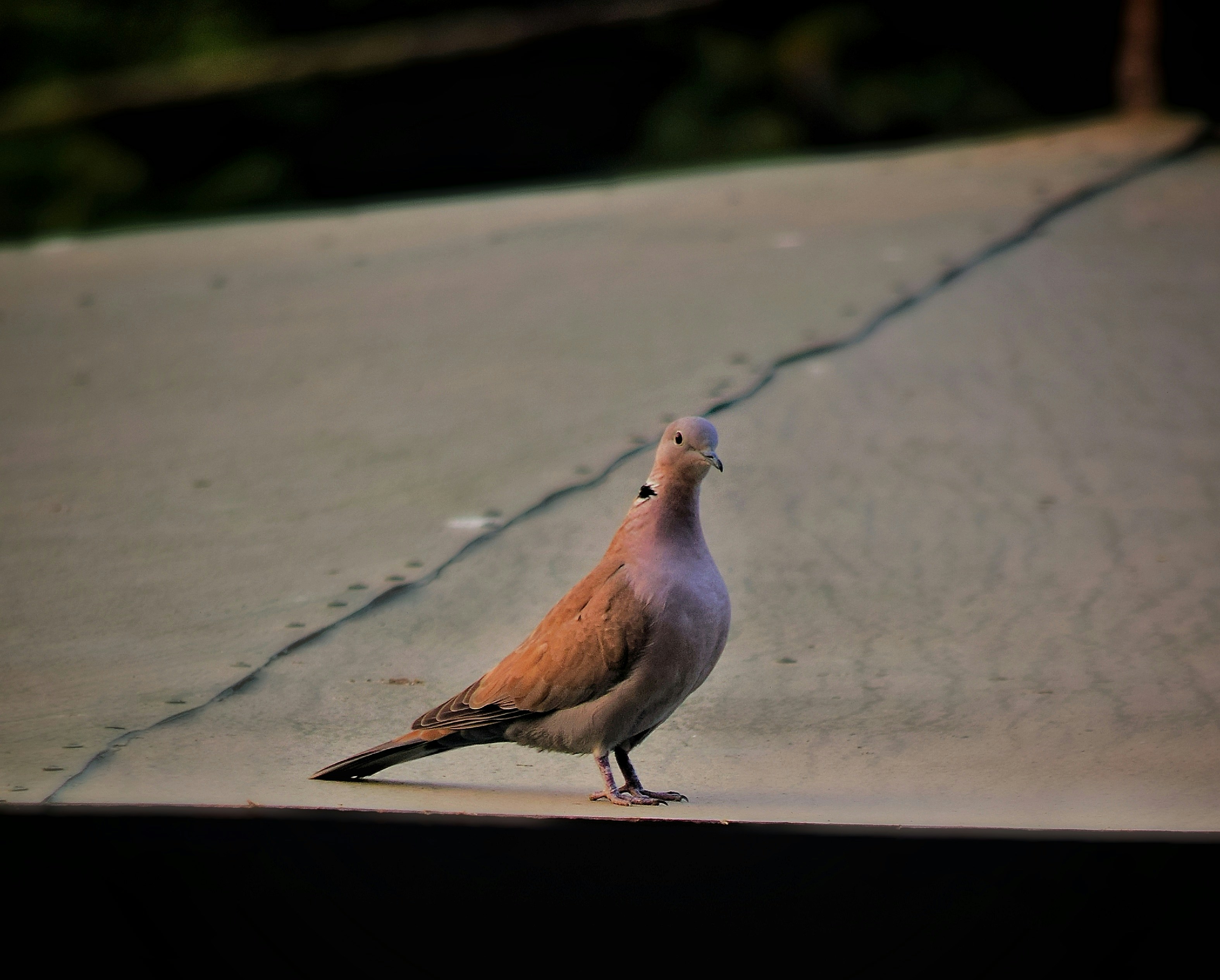 Photo by sajidazizk990