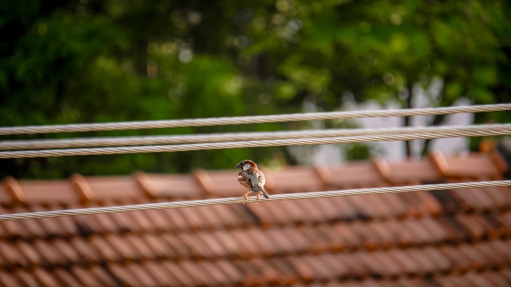 a small bird sitting on top of a rope