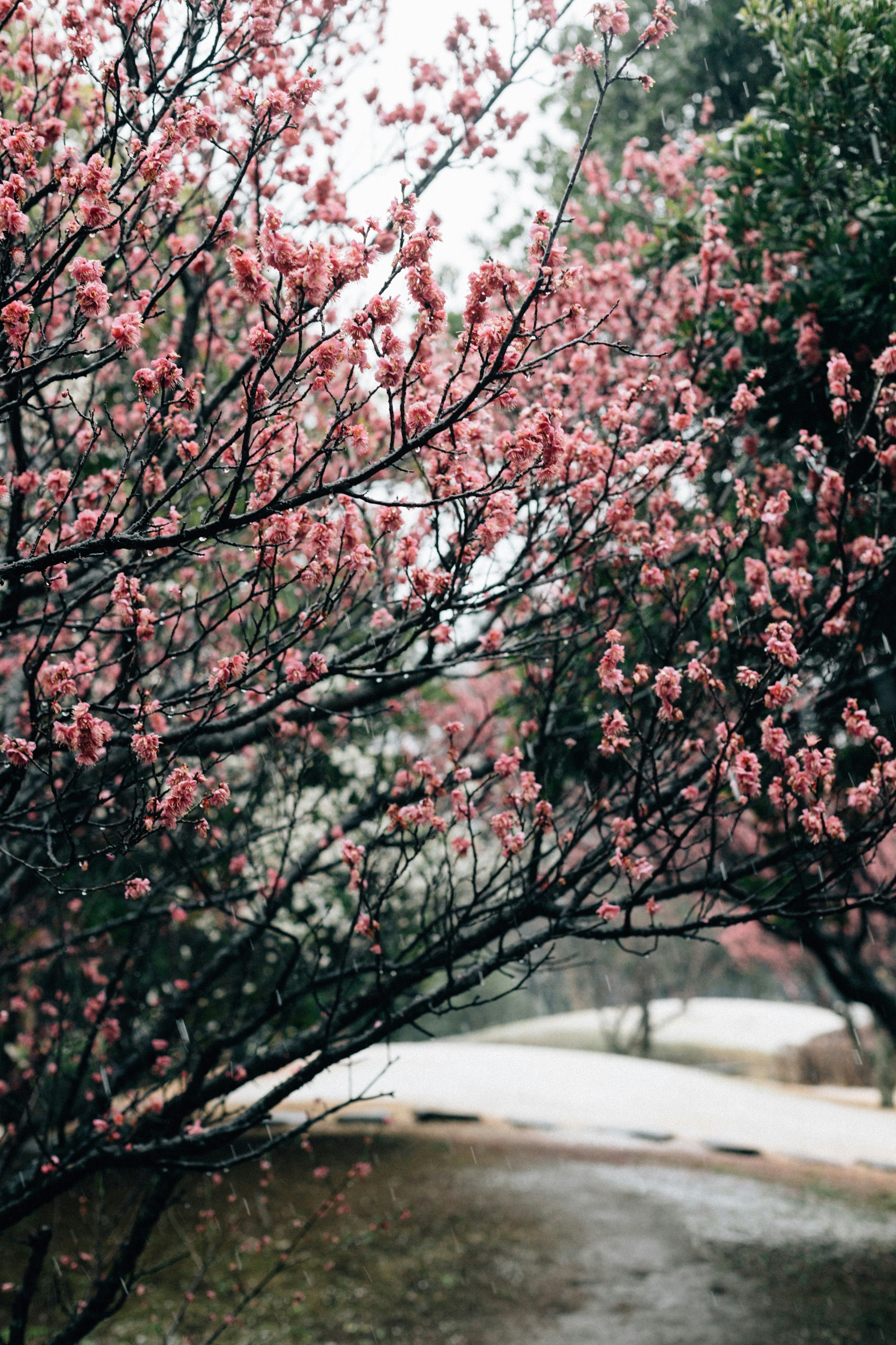 Photo by tsuyoshikozu