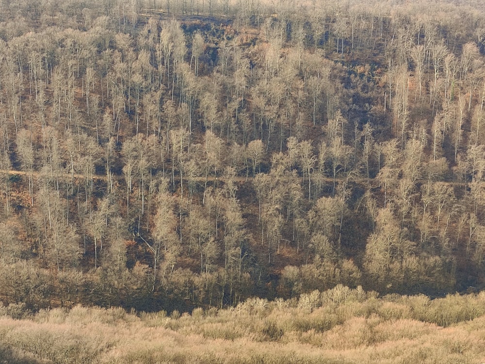 una mandria di bovini al pascolo su una collina verde e lussureggiante