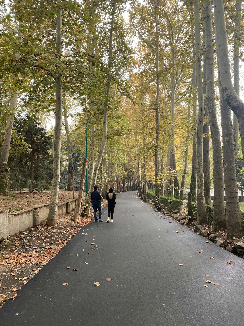 a couple of people walking down a tree lined road