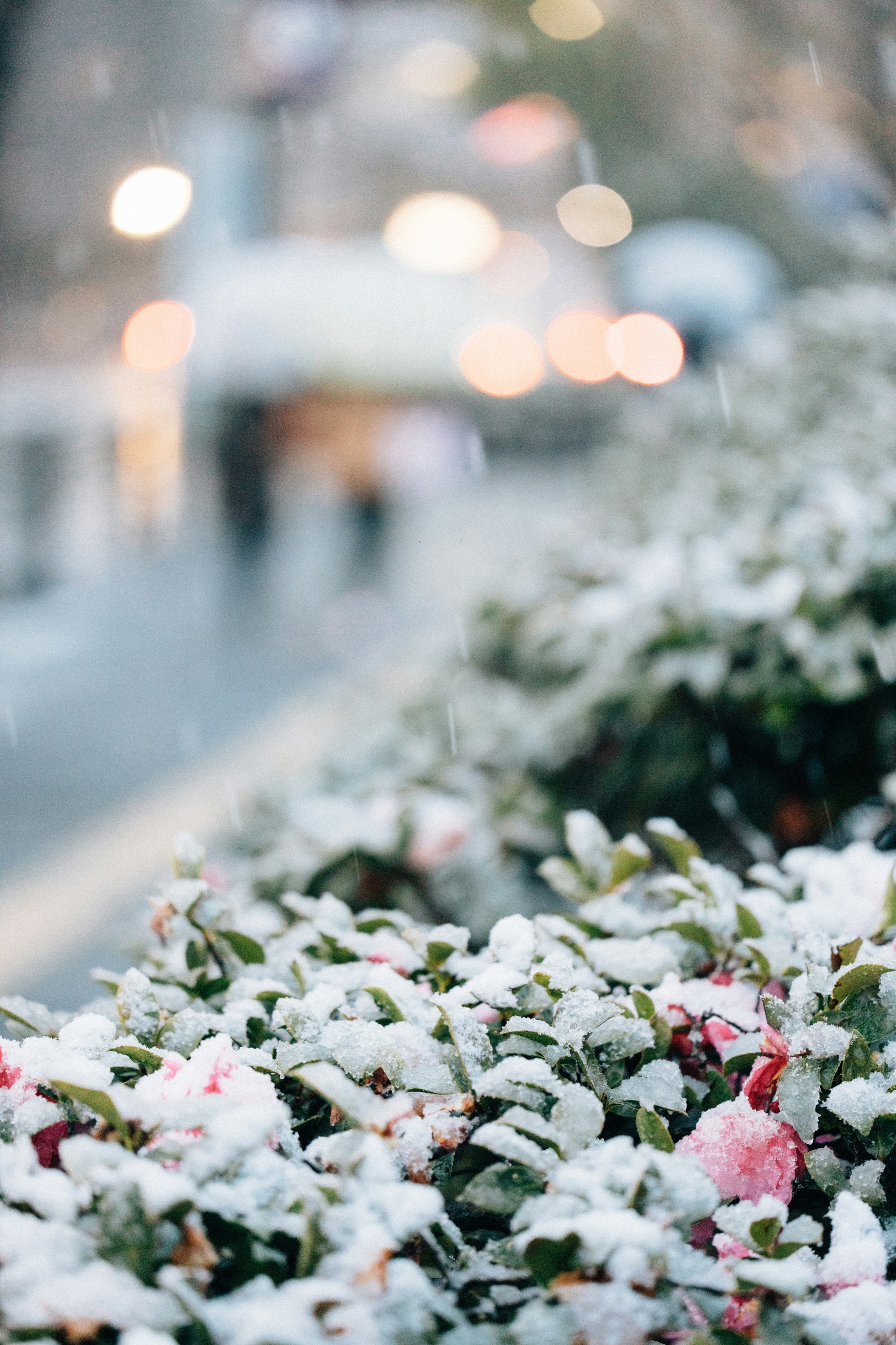 A bunch of flowers that are covered in snow photo – Free Flower Image ...