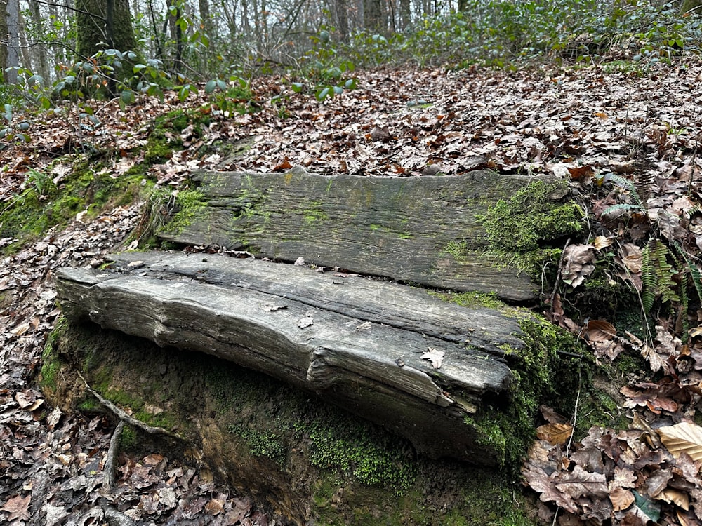 una panchina di legno seduta in mezzo a una foresta