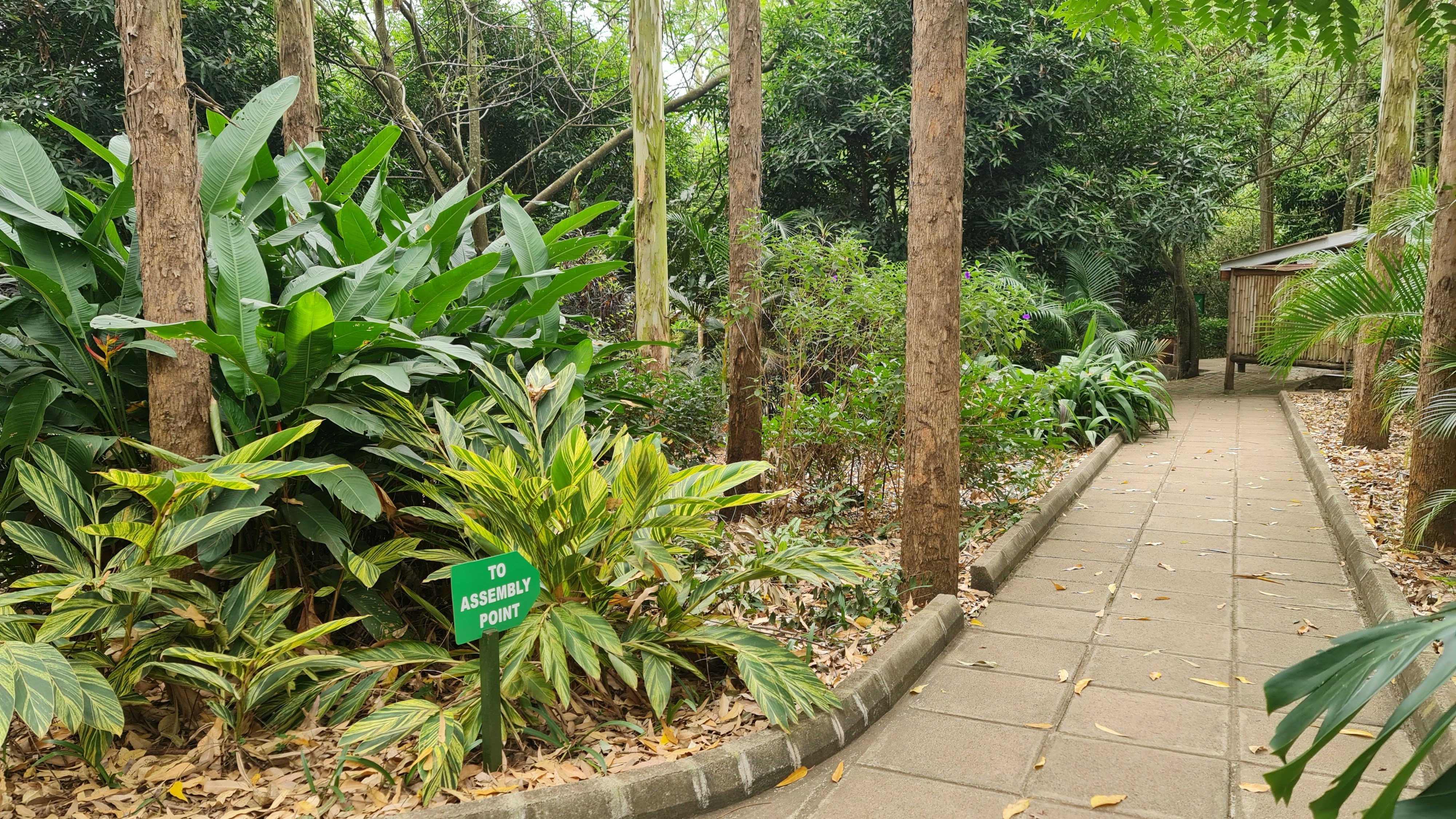 a walkway in a tropical garden with lots of trees