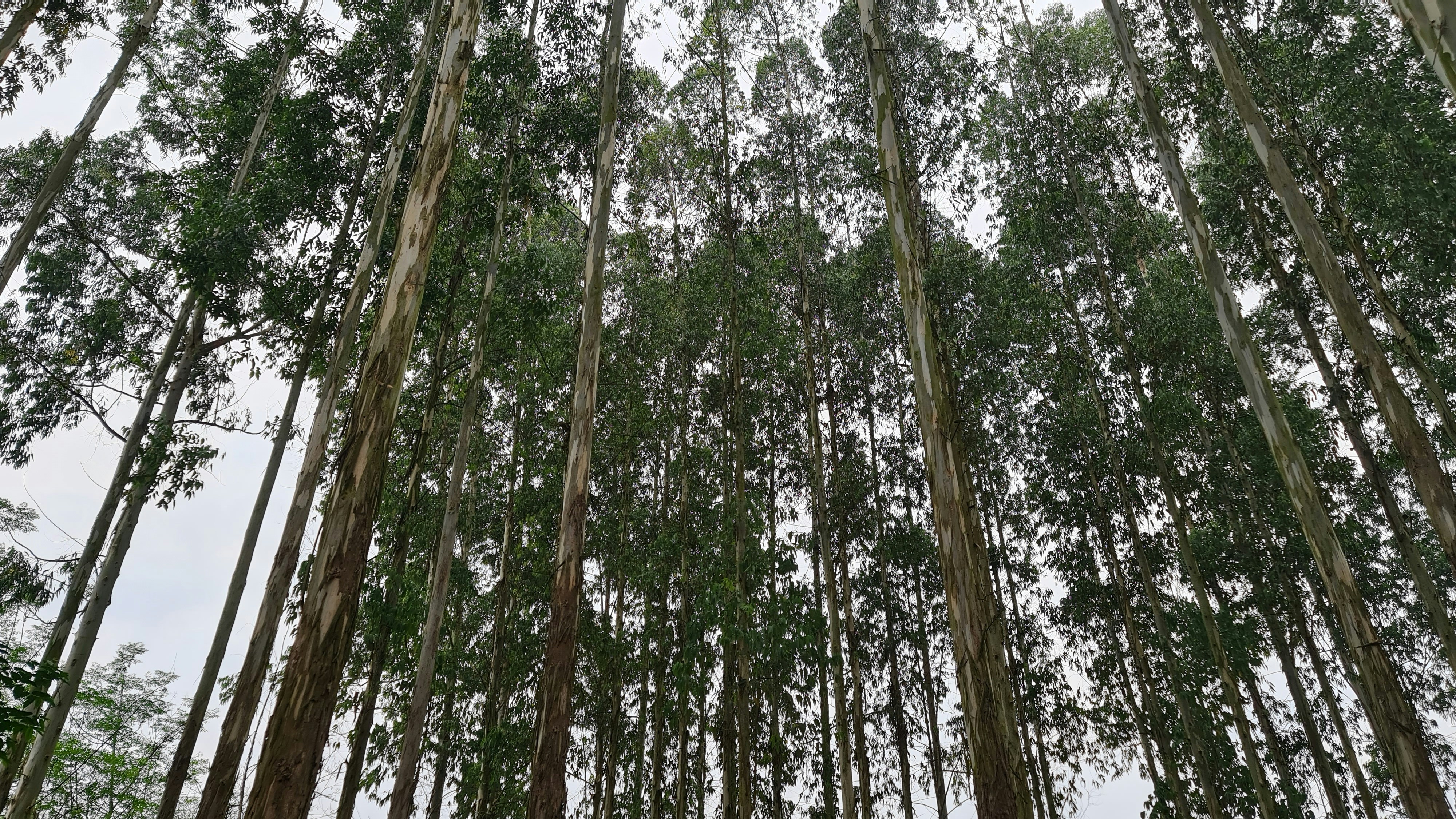 a group of tall trees in the middle of a forest