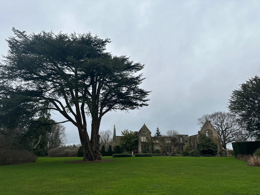 a large tree sitting in the middle of a lush green field