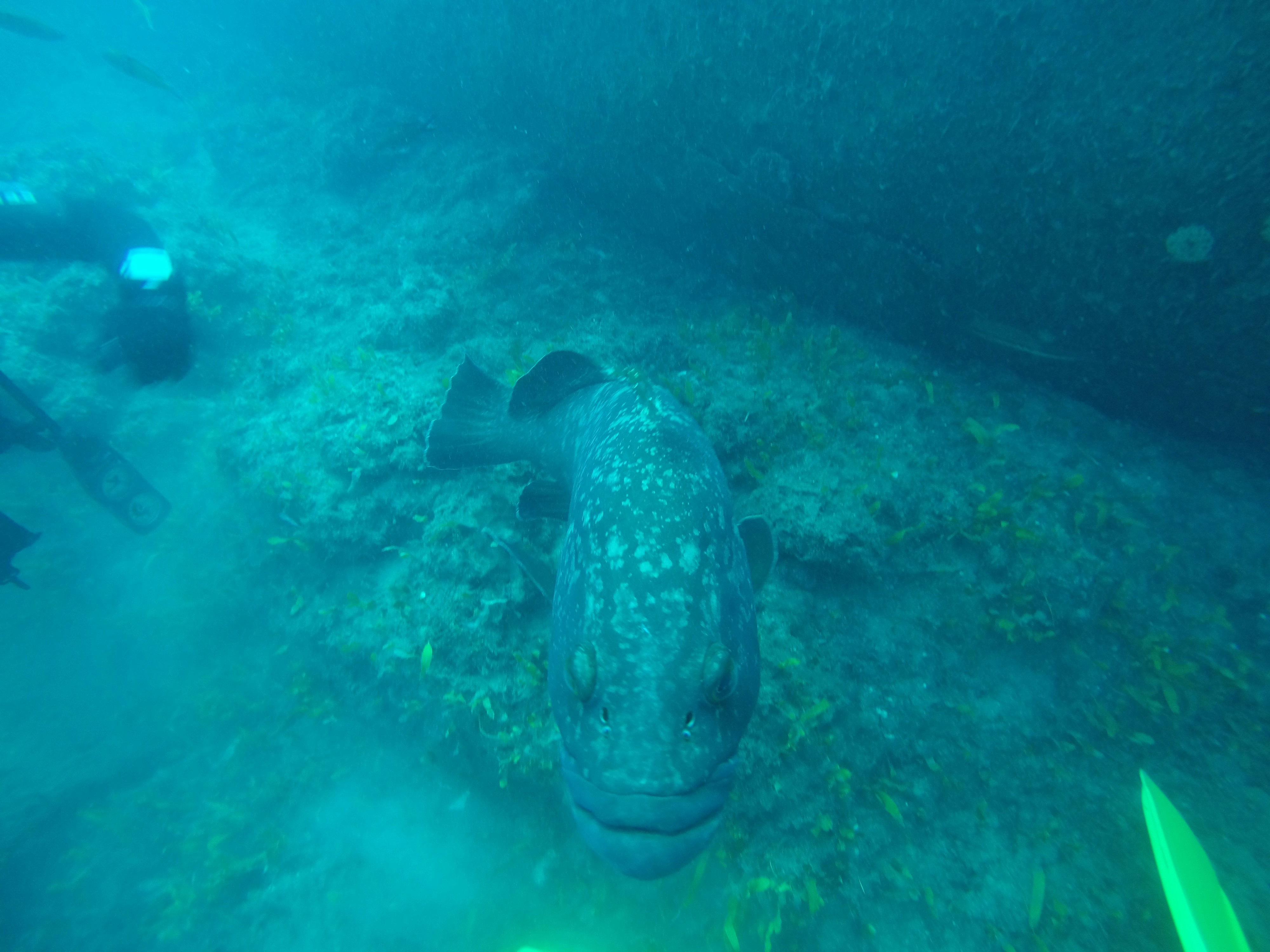 ikan besar yang tergeletak di tanah