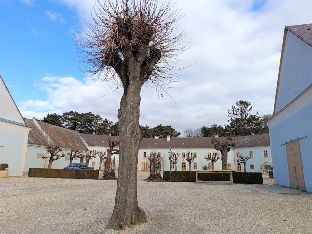 a tree in a courtyard with a building in the background