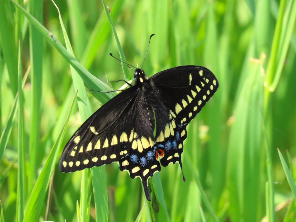 a black and yellow butterfly sitting on top of green grass