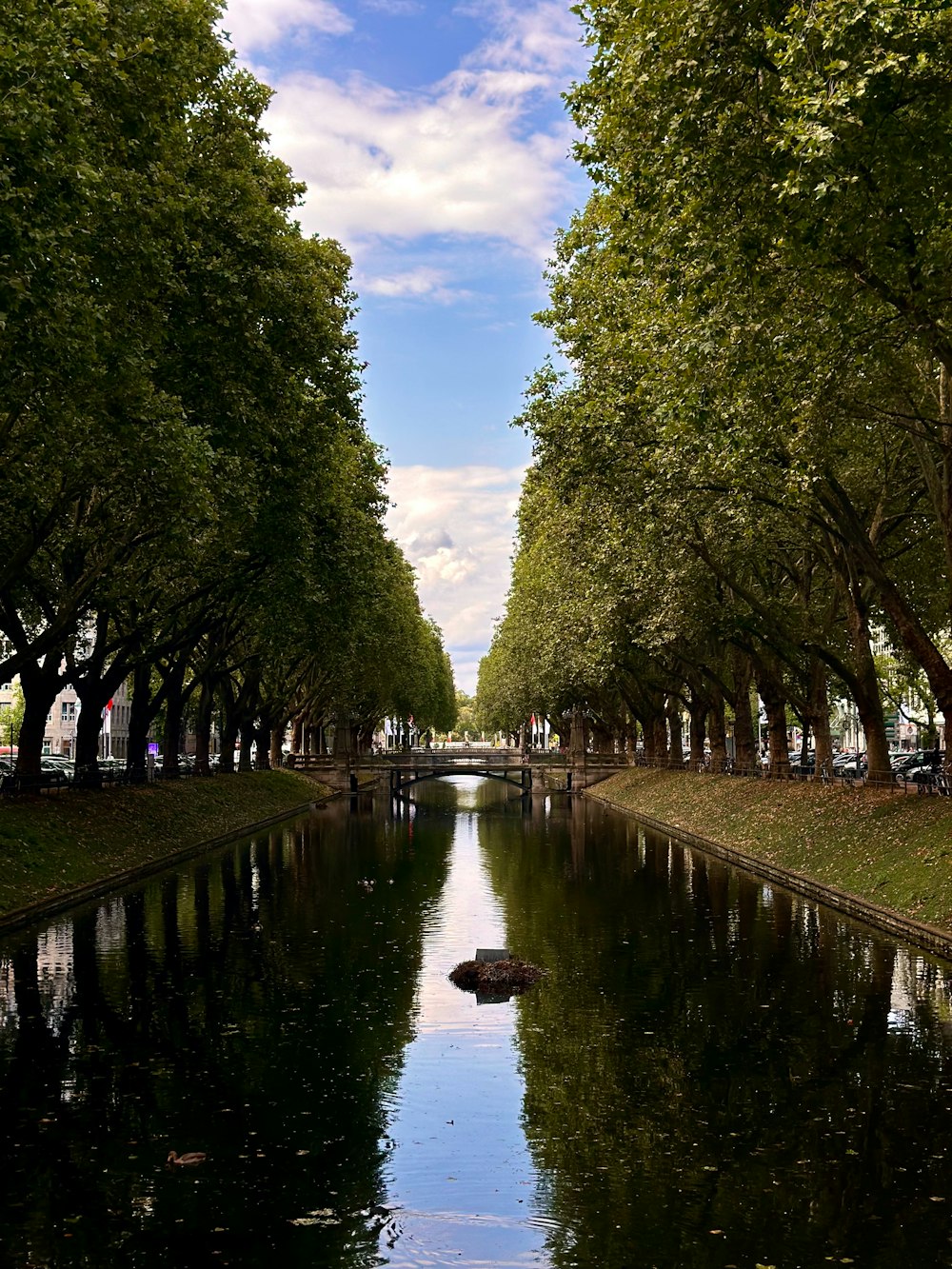 a river running through a park lined with trees