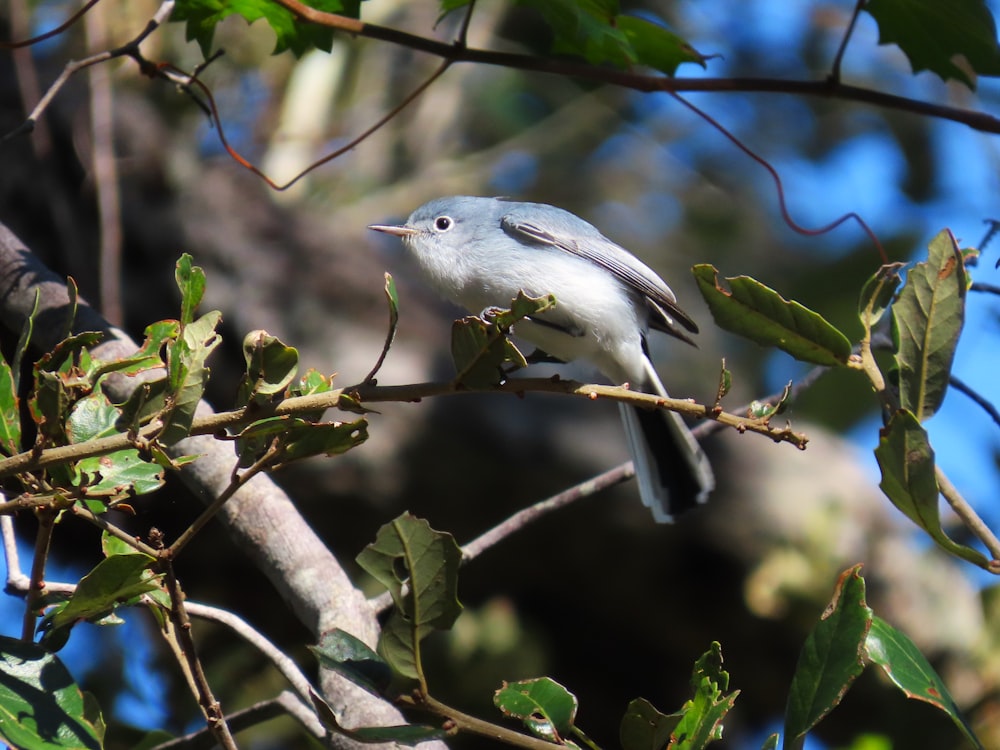 un uccellino appollaiato su un ramo di un albero