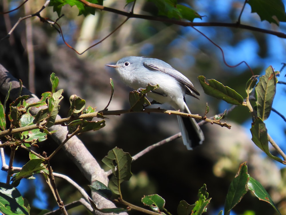 a small bird perched on a branch of a tree