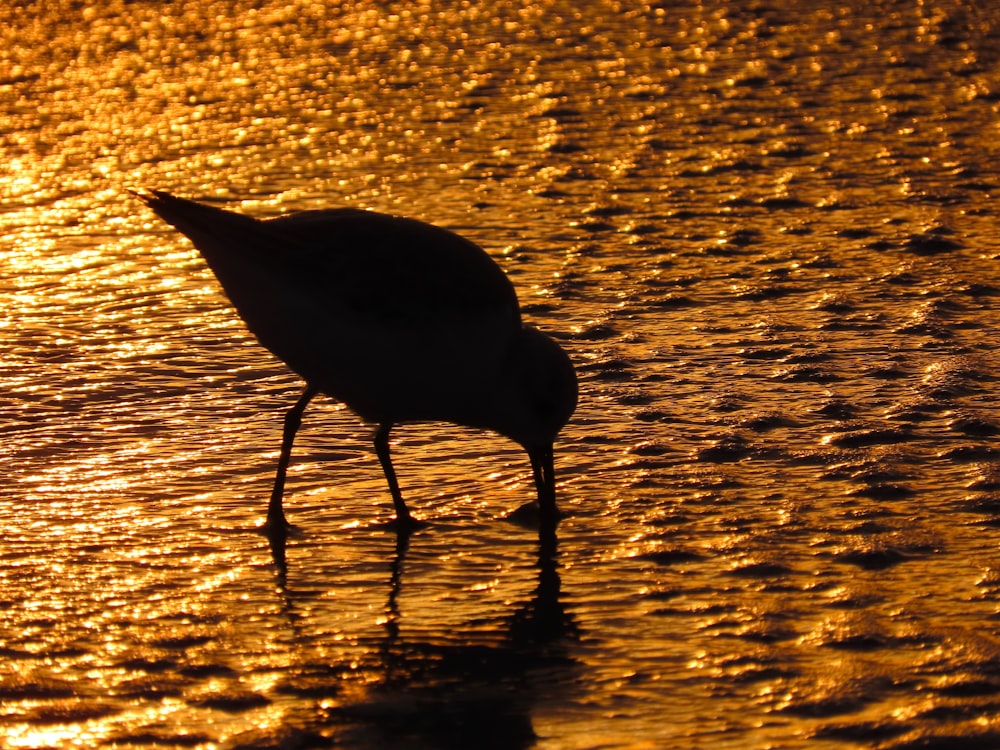 a bird is standing in the water at sunset