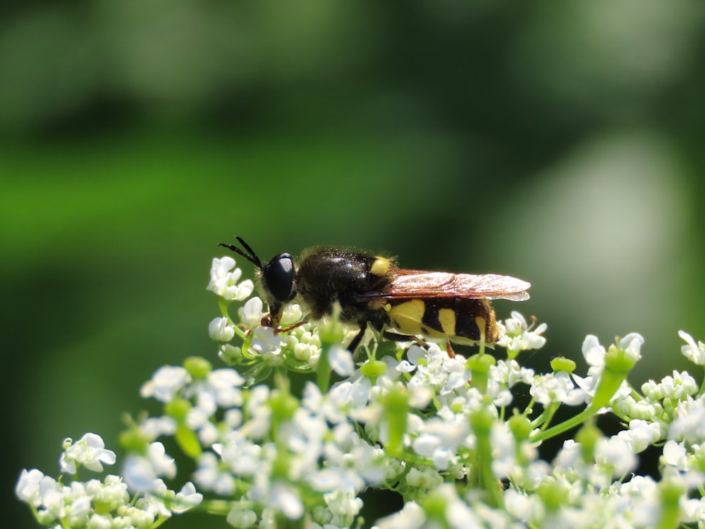 a bee sitting on top of a white flower