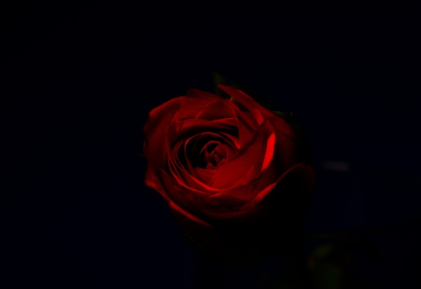 a single red rose in a dark room