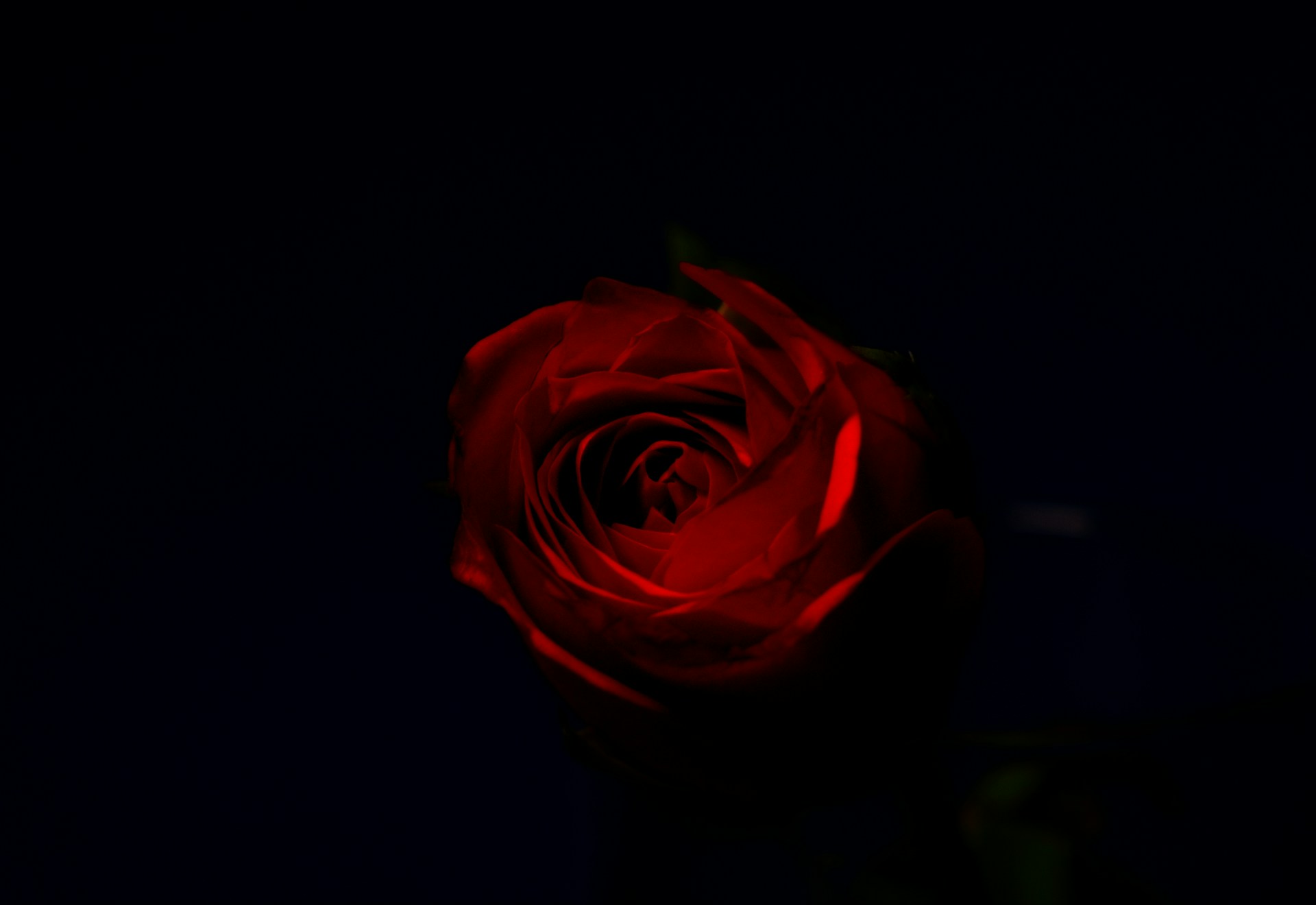 a single red rose in a dark room
