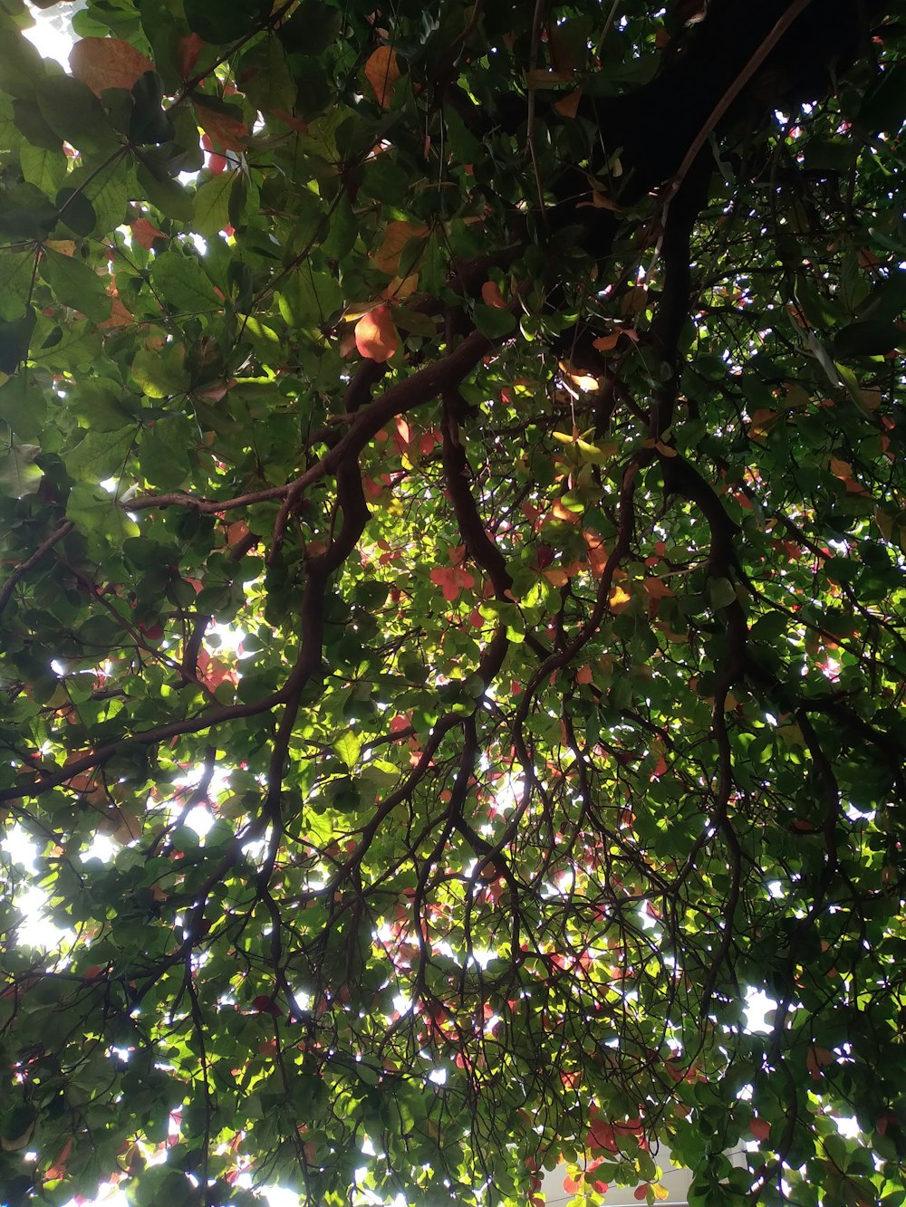 looking up at the leaves and branches of a tree