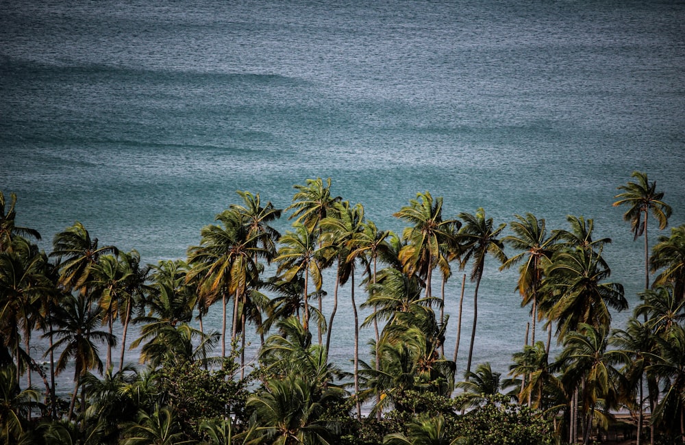 a view of a body of water surrounded by palm trees