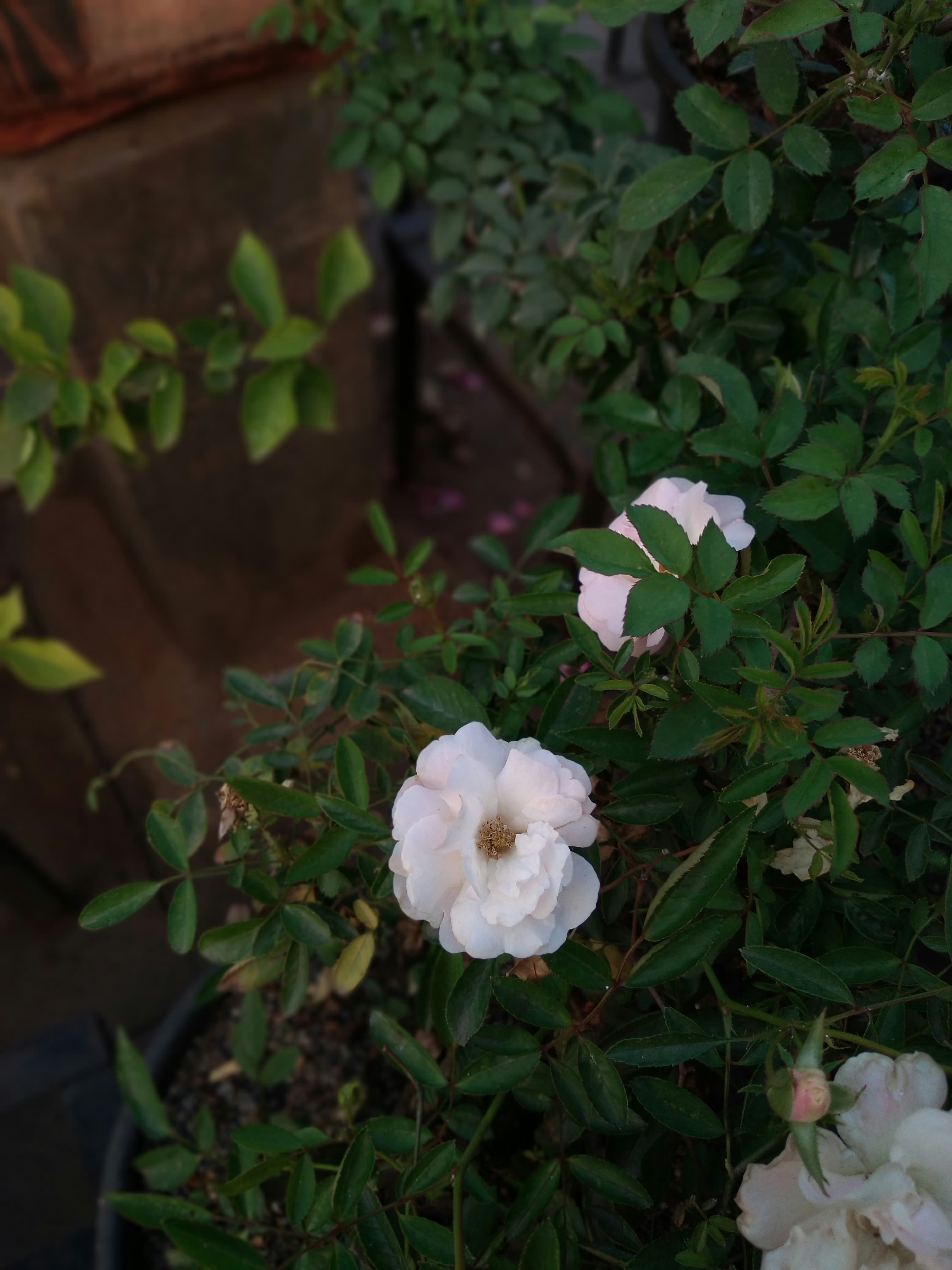 Photo by chinmaydhope18