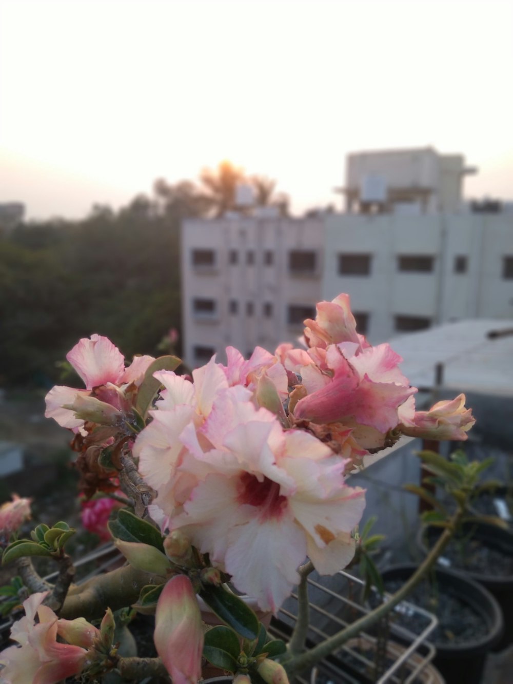 a bunch of pink flowers sitting on top of a roof