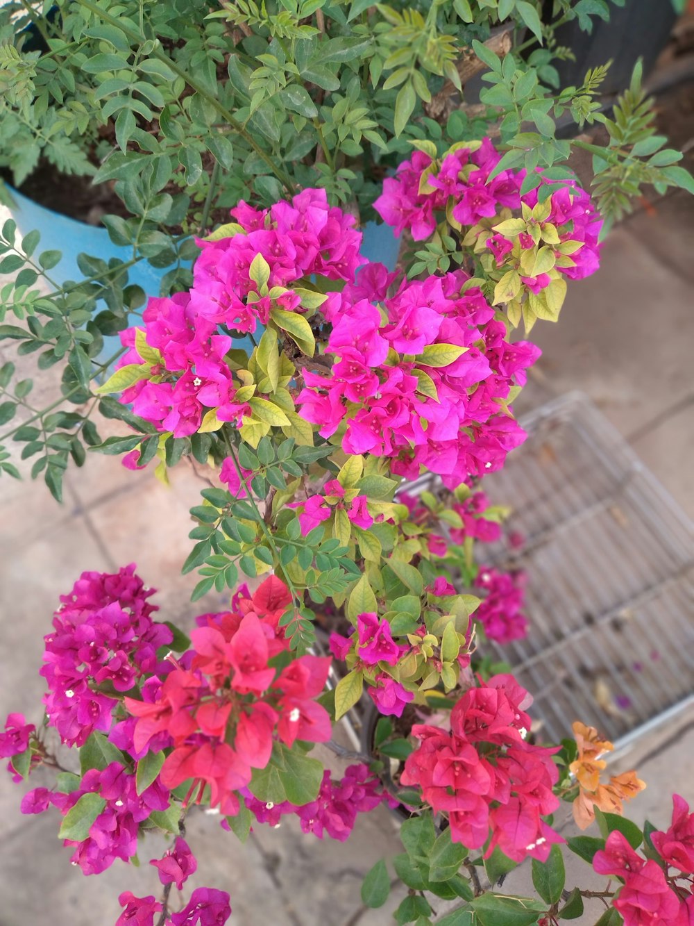 a bunch of pink and red flowers in a pot