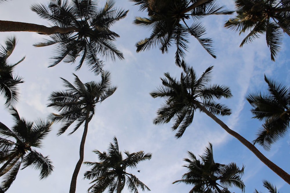 a group of palm trees with a blue sky in the background